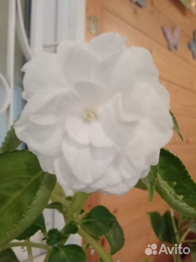 Бальзамин сортовой много сортов