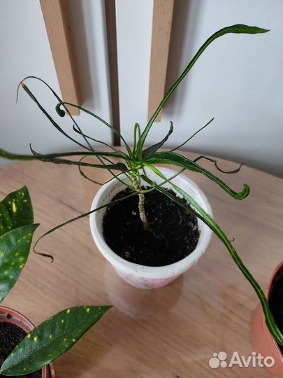 Кодиеум Кротон