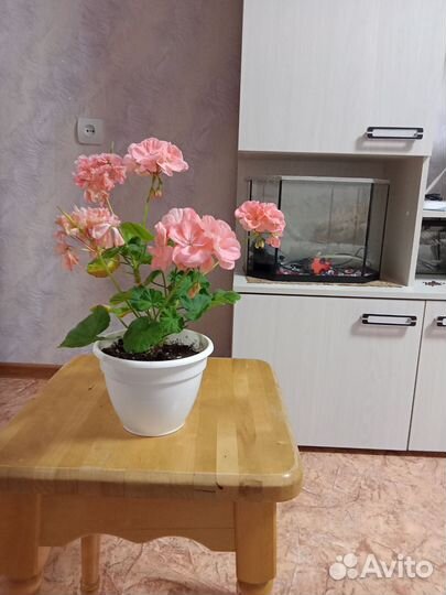 Пеларгония герань сортовая