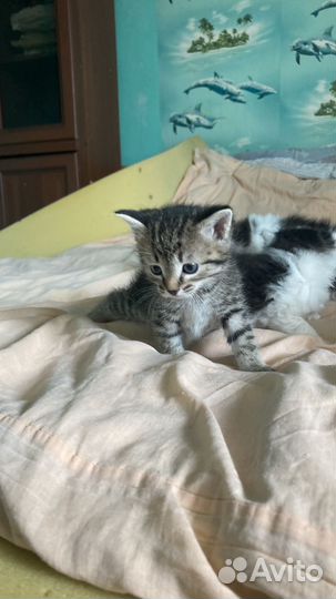 Отдам в добрые руки котят