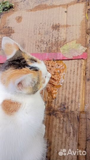 Кошка