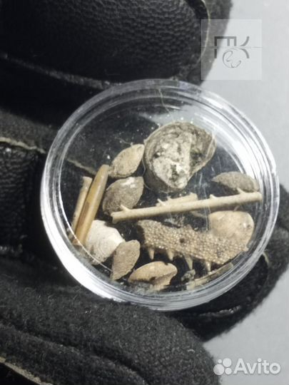 Окаменелости мезозой