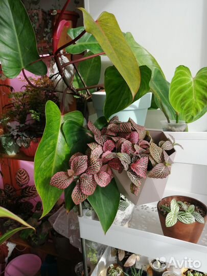 Фиттония и фикус пумила уайт санни