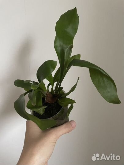 Папоротник платицериум