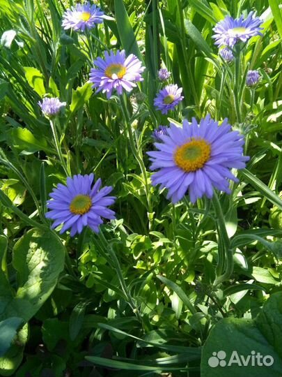 Флокс шиловидный, ромашки