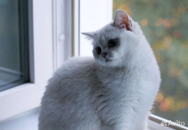 Синеглазая шотландская девочка