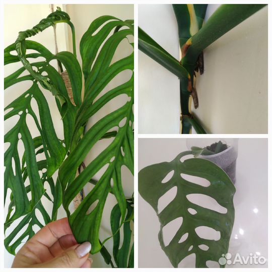 Монстера Monstera epipremnoides Esgueleto