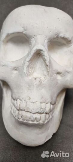 Череп анатомический