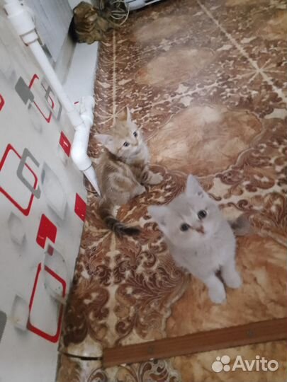 Продам британских котят