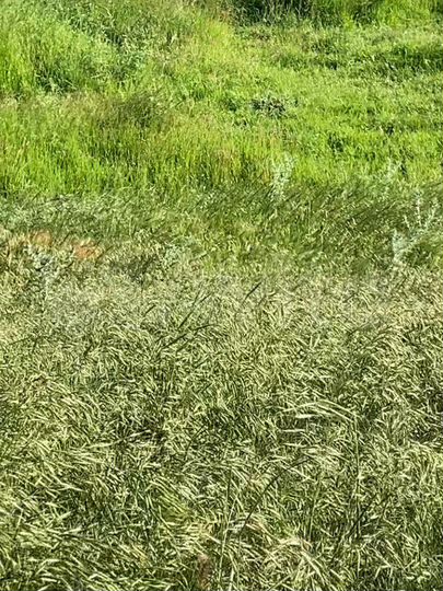 Участок 12 сот. (ИЖС)