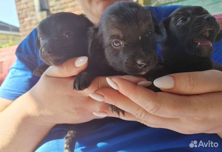 Отдам щенка в добрые руки остались 4 девочки