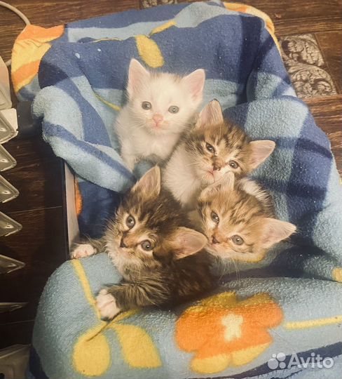 Котята в добрые руки