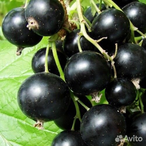 Кусты черной смородины