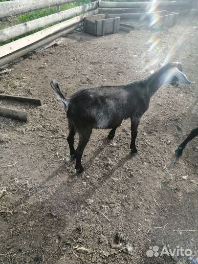 Нубийские козы