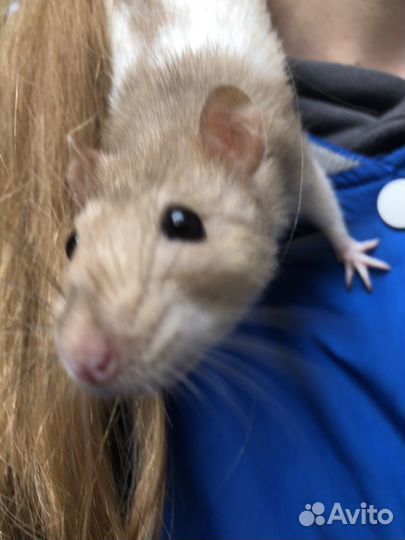 Крыса дамбо