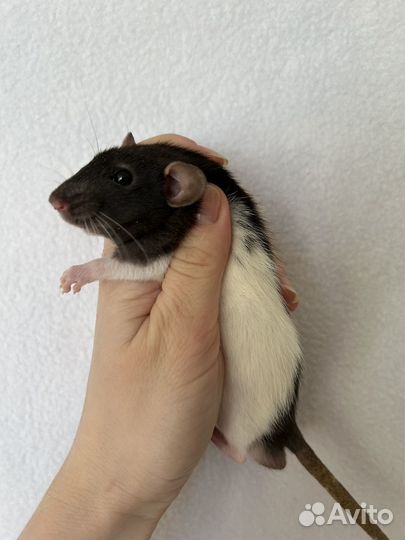 Крысята Дамбо.Клетки.Крысы