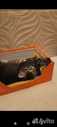 Пушистые котята русской сибирской кошки