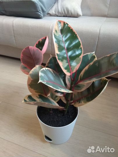 Комнатные цветы