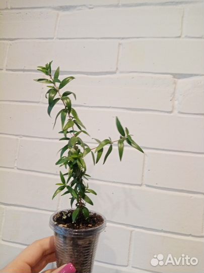 Мирт, комнатное растение