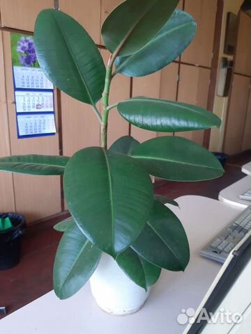 Фикус каучуконосный