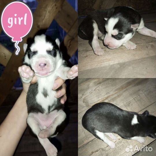 Щенки сибирской хаски