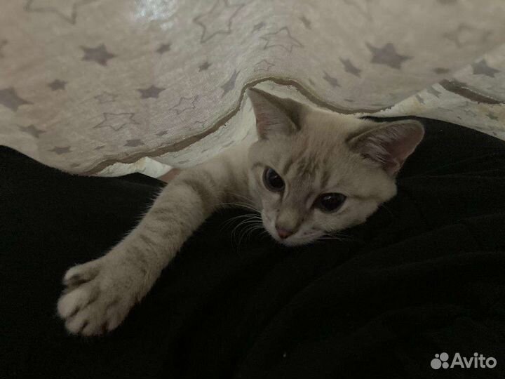 Кошка