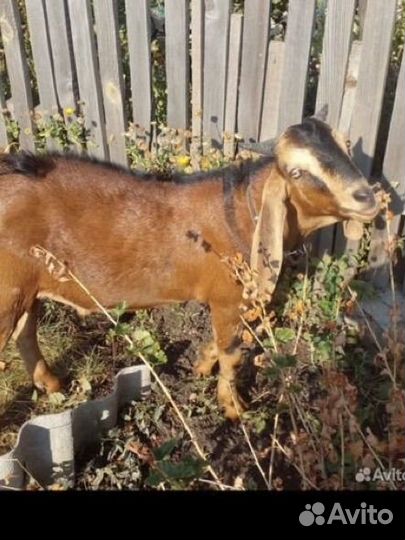 Нубийский козел на вязку, козлята продажа