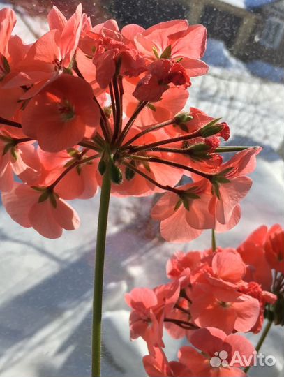 Герань пеларгония