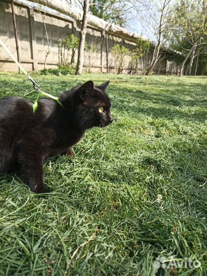Кот кошка котята