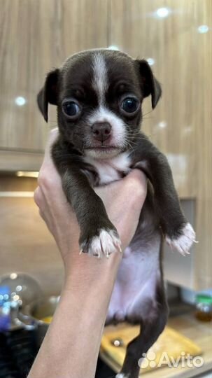 Щенки чихуахуа