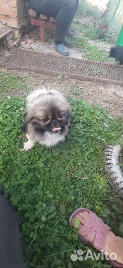 Щенки пекинеса