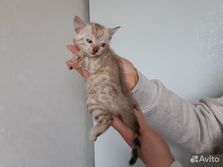 Бенгальские котята