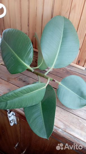 Фикус черенок