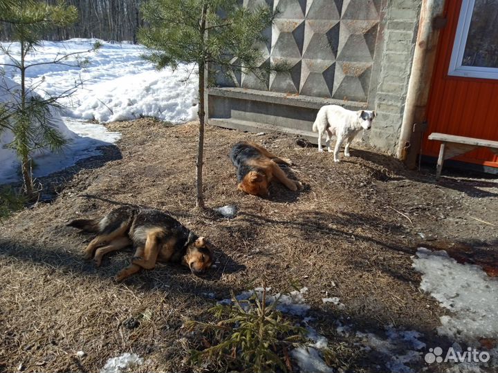 Щенки дворняжки бесплатно