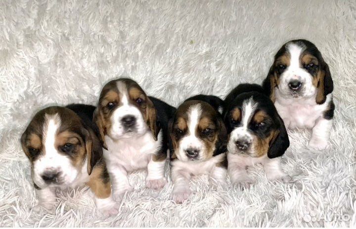 Бассет -хаунда щенки РКФ