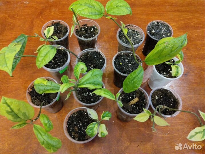 Клеродендрум томпсон