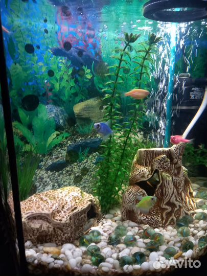 Аквариум