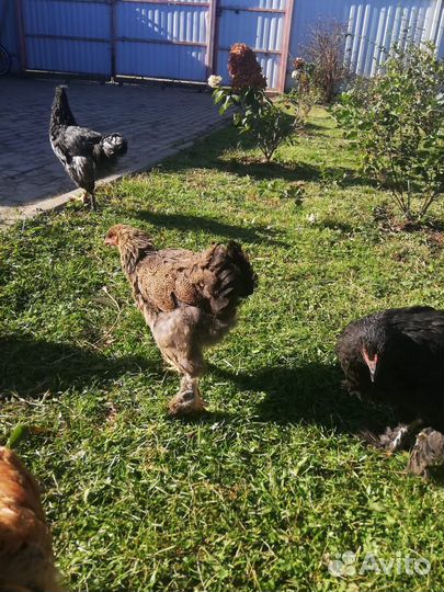 Молодые курочки и петушки (4,5 месяца)