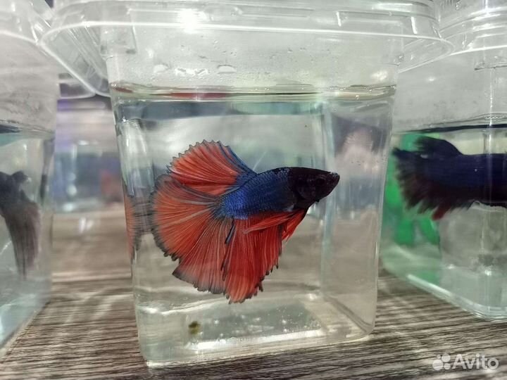 Рыбки петушки в ассортименте магазина