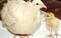 Перепела несушки