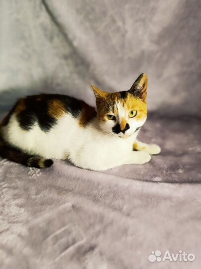 Кошка в дар