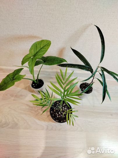 Комнатные цветы набор #1