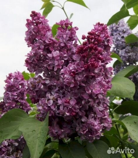 Сирень Принц Волконский