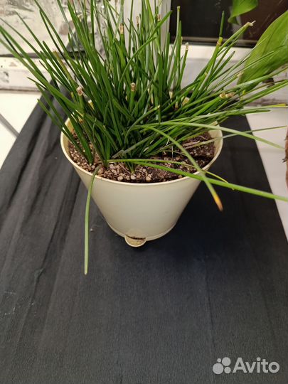 Комнатные растения/Зефирантес