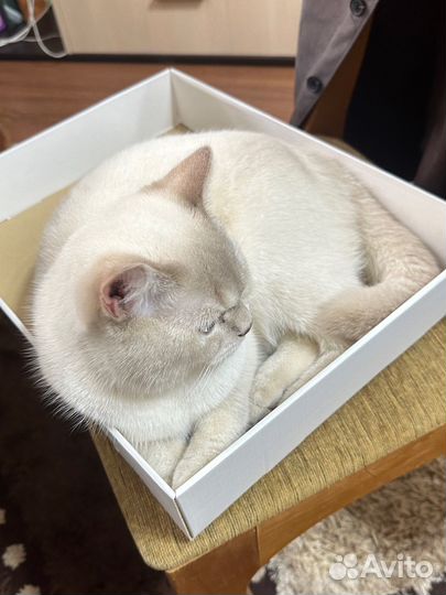 Шотландский котик