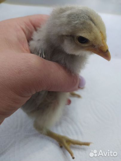 Амераукана