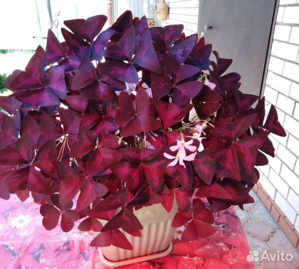 Комнатные цветы