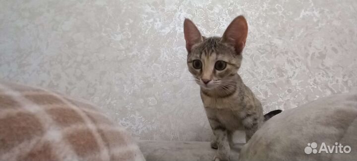 Лола