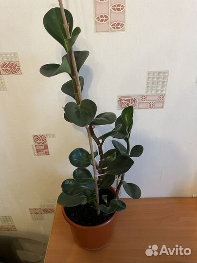 Пеперомия туполистная