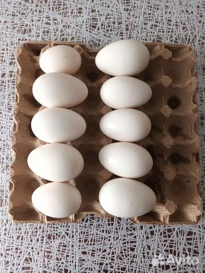 Домашние куриные яйца, гусиные яйца